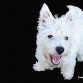 WEST HIGHLAND WHITE TERRIER