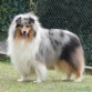 rought collie alequin