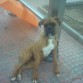 de peke