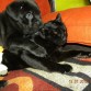 Dominando al  gato
