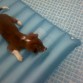indy en un corchon dentro de las piscina