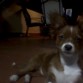 indy mirando hacia camara
