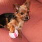 Pulgui con su pelota descansando en el sofa.