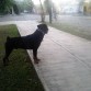 el es zeus mi mascota un rottweiler de un año y 5 meses:) 