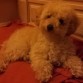 Soy Elsa y soy un caniche toy de color apricot y aunque me pusieron Miecla de Castilviejo y nací de Lodae y Fan de Maloa en Castilviejo Burgos de un criador muy profesional llamado Jose Eugenio.Mis adueños viven en San Sebastián de los Reyes en Madrid y me tratan como una princesa....Cuando sea un poquito mas adulta me gustará tener cachorrillos ...pero eso ya llegara en su momento....en unos días mi dueño me colgará un book de mis poses...¿A que estoy guapa..?