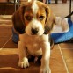 Beagle Elizabeth