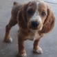 MI SHAZAM ES UN COCKER SPANIEL DE 3 MESESITOS DE EDAD