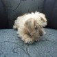 por favor si te llegan las fotos enviame en mi correo si mi perrita canela es yorki o no