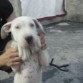 Quisiera que alguien me pueda ayudar a decirme q raza e smi perrita
