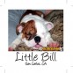 BULLCANES English and French bulldog puppies for Sale
Bulldog Ingles y bulldog frances a la venta!
http://www.bullcanes.net