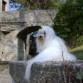 Saúl de Mascotas Reales de paseo por los jardines del castillo de Gerona.