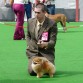 Exposicion Internacional de Gibraltar (macho: Gemini,s Wnga Its Ornery Tymme)
Campeon Joven de Gibraltar
Campeon de Portugal
Campeon de Finlandia
Campeona Internacional
Calificacion para Crufts en 3 ocasiones
Campeonato del Mundo 2008 en Stocolmo (Suecia). 2º en Clase abierta con mas de 20 ejemplares presentados en esta clase.