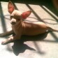 tomando Rico Sol
