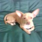 Pinky en uno de sus tantos momentos de relajacion ¡¡¡