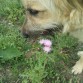 Olisqueando plantitas y el olor de la primavera