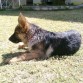 Drako de 4 meses