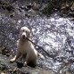 Una de mis excursiones al rio como podéis ver me encanta jugar dentro y fuera del agua aquí tengo 8 meses