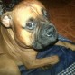 Tiene la Carita Inflamada del lado derecho y no sabemos que es :´(, según una veterinaria es una tensión muscular, pero no creo