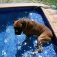 Le encanta la piscina