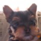 Gonnie 2 meses