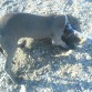 jugando en la playa, de cachorro.