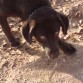 Busco  mi pelota !