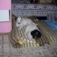 TINA Y TULI