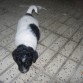 TULI