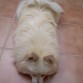 El perro-alfombra