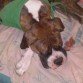 durmiendo