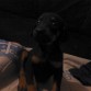 el momento en que llego a la casa, todos se enamoraron de el.