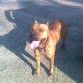 paseando