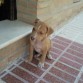 drako 2 meses y medio