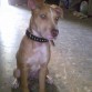 drako 4 meses