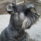 ROCKY - Terrye / Snauchzer miniatura, 3 años, Sal y pimienta.