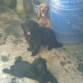 mis tres perritos bellos
