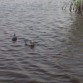 estos son patos en sisal...