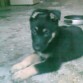 este seguira siendo mi mejor perro mas inteligente que ningun otro