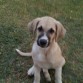 Pequeñita.