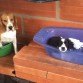 a la beagle le gustaba el platoncito que le compré a TOBY 