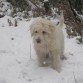 ZURI EN LA NIEVE 3,5 MESES