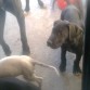 Hijo de Onix y Boris, y el consentido de mamá, pues quedó huerfanito de madre desde el momento de nacer, fue el 17vo cachorro de 20, y lamentablemente murieron sus 19 hermanitos, incluyendo su mamá, que era excelente madre.