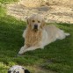 PIPO, Golden Retriever, un perro super cariñoso, le gusta muchísimo estár acompañado, caminar y nadar...