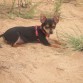 mi Chispi en el campooo!