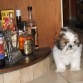 alguna shih tzu para tomar un trago???