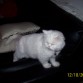 mi persita copito muakkkkkkk pelaito 