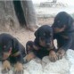 mi doberman con sus hermanos con un mes