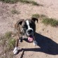 troya posando