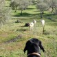 ladrando a las vacas