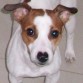 Soy Randy un Jack Russel Terrier muy cariñoso, travieso y consentido.